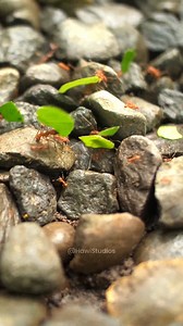 Leaf ants carrying leaf pieces to their colony #ant #antcolony #nature #beautiful #leaf HA42247 | HAWI Studios
