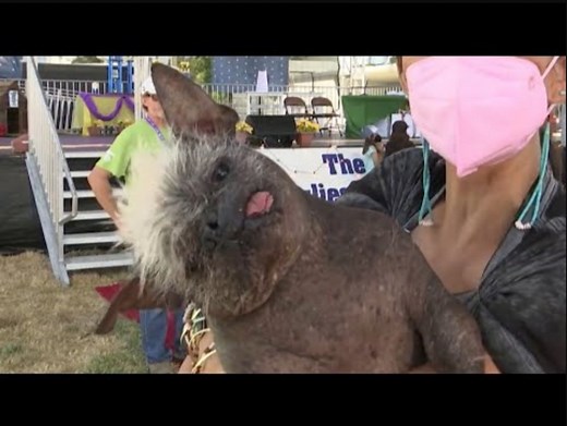 The World's Ugliest Dog contest returned to Petaluma, California on Friday (June 24) after a two-year absence due to the pandemic, and the crowned winner looks more like an alien than a dog, according to the rescue shelter where he was retrieved. "Mr. Happy Face" came all the way from Arizona, with his owner, musician Jeneda Benally, who calls herself his emotional support human. Judges were taken by the unique looking dog. | Inside Edition