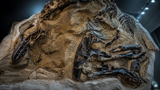The most important dinosaur fossil ever discovered, scientists couldn’t ignore it