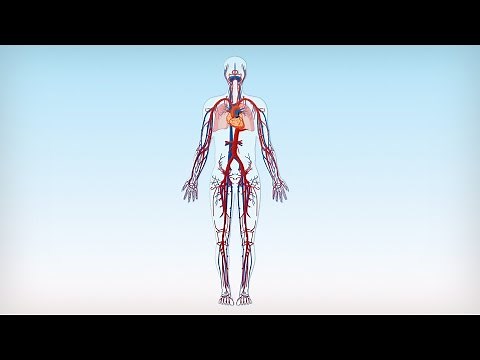 Der Blutkreislauf