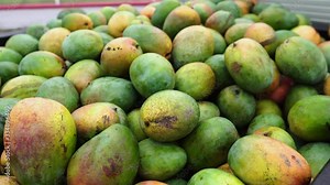 rich ready to distribute mango of the keitt variety loaded for marketing