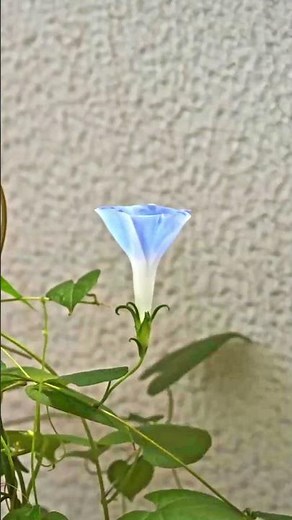 開花タイムラプス マメアサガオ