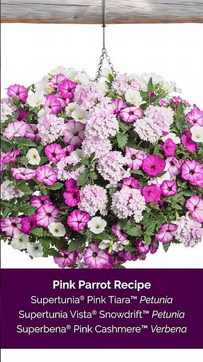 Supertunia® Pink Tiara™