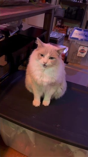 22-Pound Agile Cat: Athletic Jumps & Amazing Skills #shorts