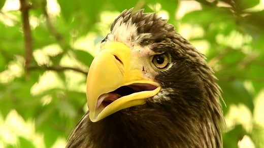 A close-up look at one of our Steller's sea eagles, one of the largest eagles in the world. | Cincinnati Zoo & Botanical Garden