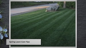 Early Spring Lawn Care Tips For Cool Season Grass (2024)