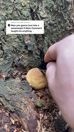 Reply to @njack28 I got covered in spores for this shot. #myco #mushroomsociety #mushrooms #fungi #mycology #mycophile #nature #kinoko #hongo