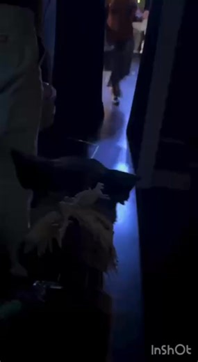 Two different actors take turns playing Annie. This is Malia. Radar loves them both. He's not staring at me off-stage. He's staring at the cop. It's not too late to come see the show. There are still seats for tonight's 6:00 pm show, and shows this upcoming Thursday and Friday. | Radar & O'Reilly