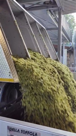 23K views · 199 reactions | The moment when freshly harvested grapes are tipped into the hopper marks the true beginning of the winemaking process. From here, the fruit enters a carefully designed system that ensures quality and precision at every step. The hopper receives the grapes and gently transfers them towards the next stage, where stems may be removed and the berries lightly crushed, or left whole depending on the desired style of wine. @bedinprosecco | The Wine Crate | Facebook
