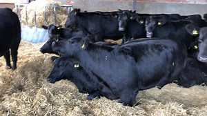 Aberdeen-Angus Cattle Society on Reels