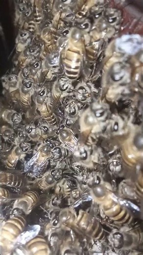 🐝 Busy Bees Hard at Work… Sending You Special Good Vibes! 🌼✨