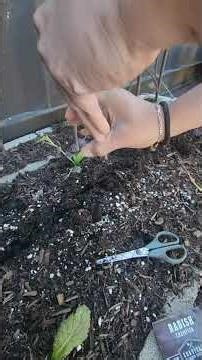 Easy & Cheap Indoor Seed Starting Tips #gardeningtiktok