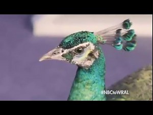 WRAL-TV - Switching from CBS to NBC