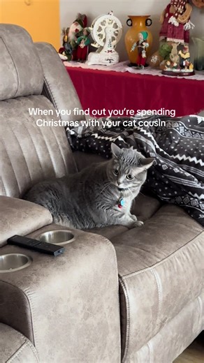 #cat #christmas #catchristmas #viral #viralvideo | cat cousins