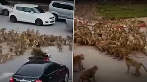 Viral Video: Monkey Gangs Clash on Road in Thailand's Lopburi, Bring Traffic to Halt | 👍 LatestLY