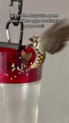 Witnessing hornworm 🐛 eggs 🥚 being laid live! 😱🦋 #hornworm #moth #mothra #butterflyenclosure #hornwormeggs #motherknowsbest #layingeggs #bugtok