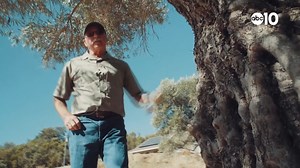 4.7K views · 95 reactions | The first Olive tree in California was planted in Calaveras County back in 1865. Today, many of the orchards are forgotten. In 2018 I followed Terry Beaudoin as he harvested some of the historic trees to make table olives. | John Bartell | Facebook