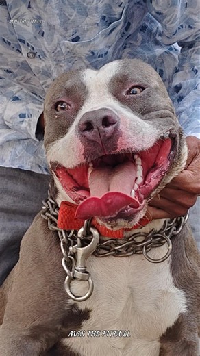 These dogs are even willing to die for their owners 😱🤯 #max #pitbull #facts #dogvideos #shorts #p...