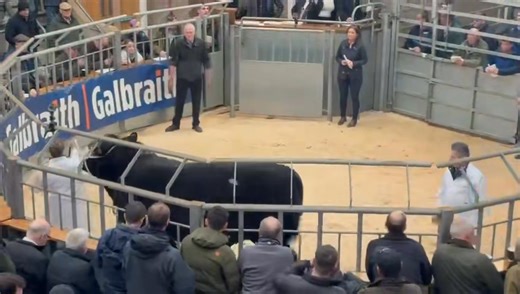 8.8K views · 68 reactions | McCornick Ecosse sells for 13,500gns Stirling Monday 3rd February 2025 | Aberdeen-Angus Cattle Society | Facebook