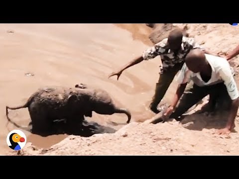 Baby Elephant Stuck In Mud Reunites With Mom | The Dodo