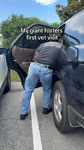 He constantly amazes us 🩷 To watch Goliaths journey, follow @mythologicaldogs #FosterDog #DogRescue #RescueDogLove #VetVisit #BullyBreedLove #GentleGiant #DogHealing #RescueStory #AnimalRescue #AdoptDontShop | Mythologicaldogs