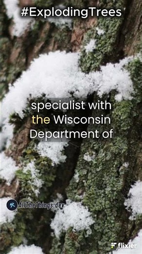 4. Exploding Trees in Winter: What's Behind the Loud Cracks During Extreme Cold