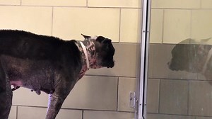 3.5K views · 202 reactions | ✔️RESCUED by Gracie’s Pit Bull Rescue...