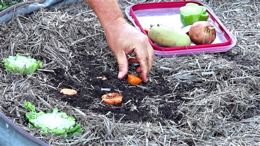What happens when you regrow vegetables from kitchen scraps in the garden?