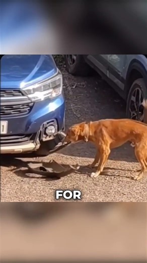 This Dog's Instinct Just Saved Thousands in Damage #smartdog #animalintelligence #shorts