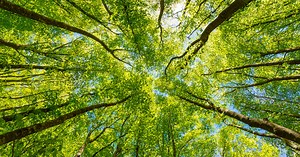 Purpose of Apave Group and its subsidiaries