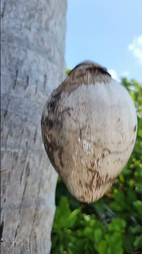 coconut falling from the coconut tree in Maldives