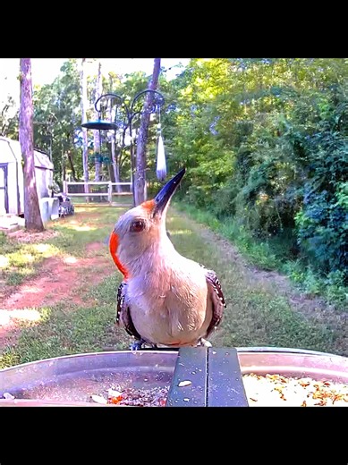 Woodpecker Survives Alabama Heat: Funny Summer Bird Moment