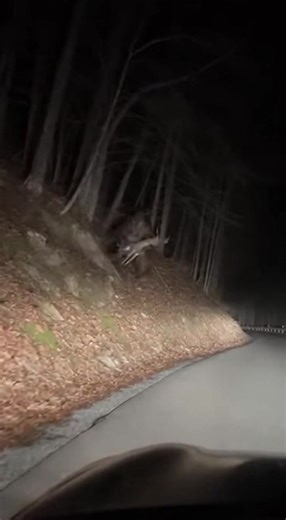 #bigfoot #cryptid #scary #caughtoncamera #wildlife