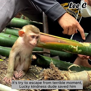2M views · 17K reactions | Watch this little monkey’s life change forever  #PowerOfKindness #RescueMoment #MonkeySafe | Qie's Pets | Facebook