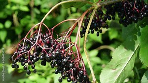 Sambucus nigra, black elder, berries, sambuco nero, Germany