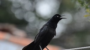 Good morning #Birds & #Nature! Great-tailed grackle or Mexican grackle (Quiscalus mexicanus) | BIRDS & Nature