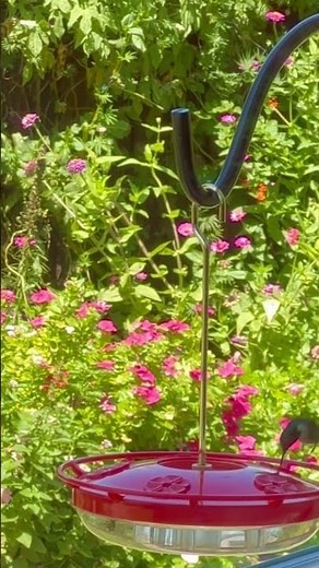 A Pair of Hummingbirds