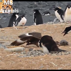 1.2M views · 10K reactions | #ms #animals #newvideo #viralvideoシ | MS animals | Facebook