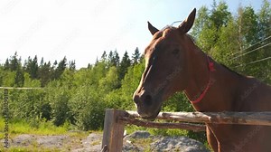 Racecourse concept. Modern animal livestock. Brown horse stallions in stall relaxing in training corral, farm countryside background. Horse in paddock corral outdoor. Horse in natural eco farm
