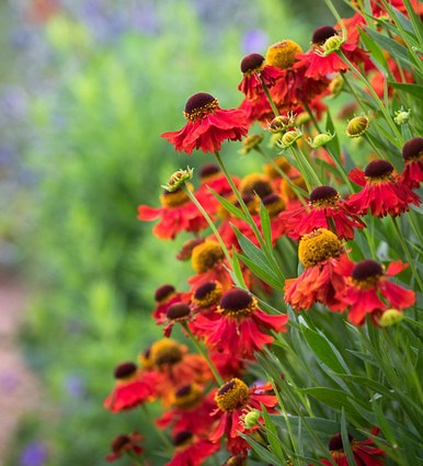 Helenium 'Moerheim Beauty'