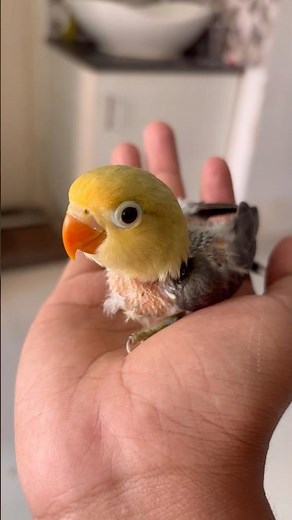 African lovebird baby 🐣| #africanlovebirds #baby #africanlovebirdbreeding #cutebaby #cute #shorts