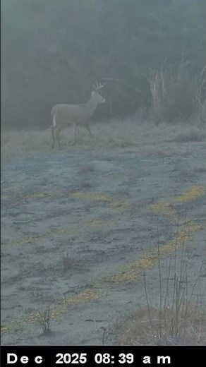 Trail Cam Surprise | This Week in the Woods #builtaoutdoors #deer #wildlife #animals #hunting