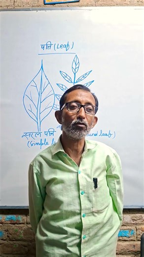 about leaves ,types and function with examples