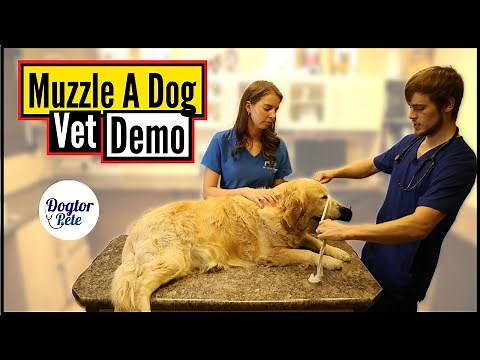 How To Muzzle A Dog Like A Pro (Without Needing A Muzzle!)