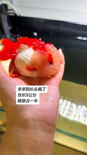 Big Head Fish: Is It Jelly? 🐠🍮 Unbelievable Aquatic Mystery