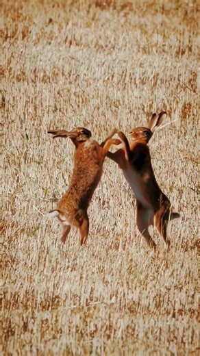 Two Hares Playing, African Hadzabe Tries Bow & Arrow Hunt |Tribal Skill. #AfricanTribe #HareHunting
