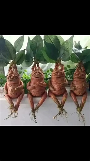 Shocking Facts About the Mandrake Plant and the World’s Most Expensive Pen 🤯 #shorts