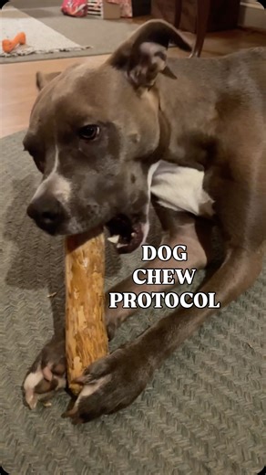 First off: this is just a personal choice, not a “dog trainer tip”. I have so many reasons to do this, but the top two are: Safety & Love. SAFETY: I want to know her level of interest. If it’s too high, I may not want to leave her alone with it just yet. Especially if it’s something she would ingest too quickly when she’s not supposed to. I also get a sense of product value and whether there will be small pieces that may be harmful or if this is durable etc. LOVE: Sharing is caring. Chews aren’t