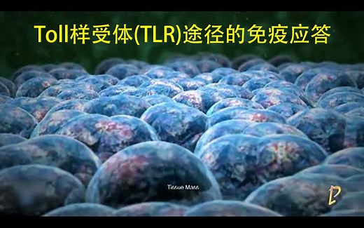 Toll样受体(TLR)途径的免疫应答