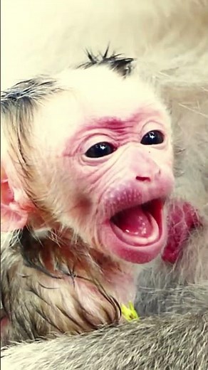 Old Monkey Caring for Her Newborn Baby 🐒💖